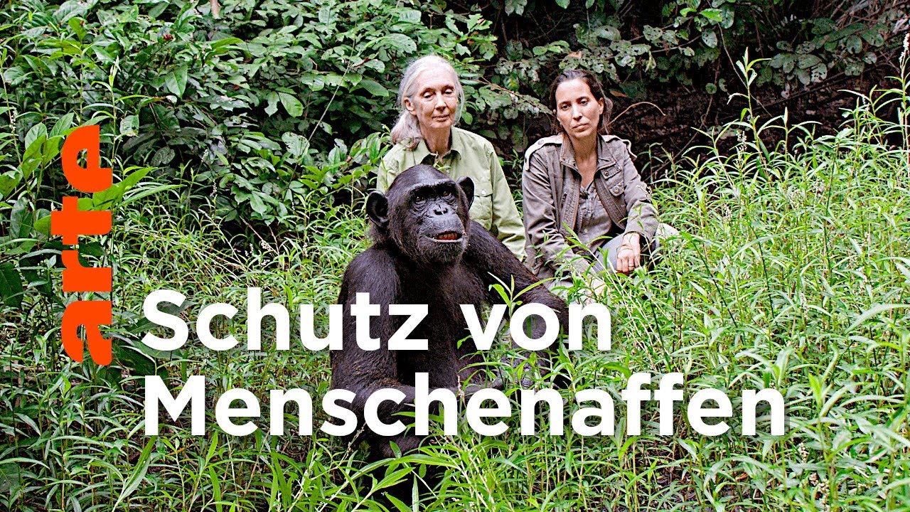 Grafik mit der Aufschrigt "Schutz von Menschenaffen" und einem Foto von Jane Goodall und einem Schimpansen