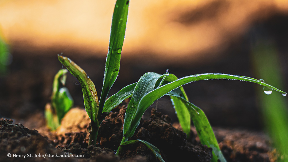 Biodiversität - kleine grüne Pflanze