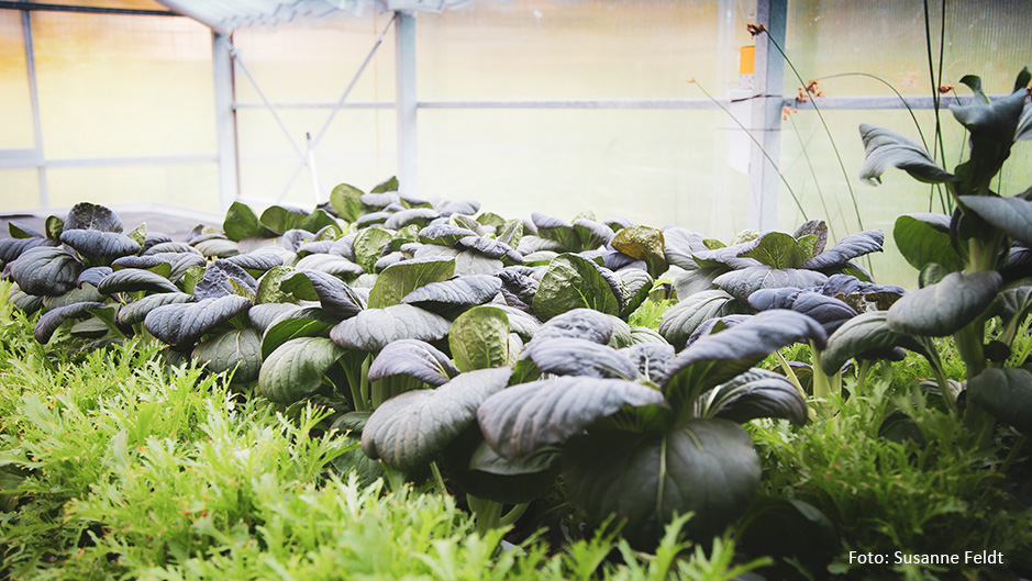 urban farming – Pak Choi Salat wächst in einem urbanen Gewächshaus
