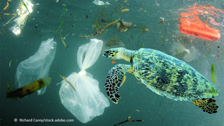 Foto von einer Schildkröte im Meer, umgeben von Plastikmüll