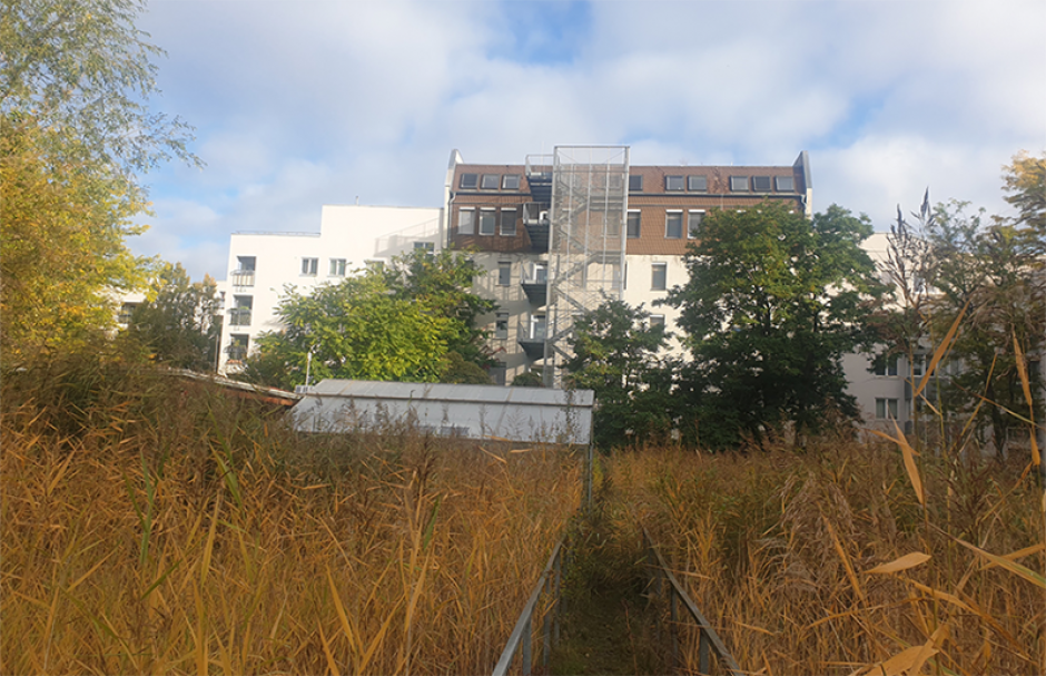 Schilffeld vor einem Stadthaus